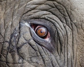 Evernote